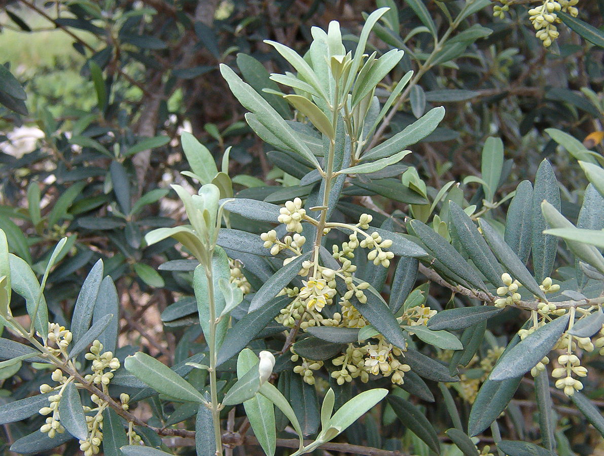 Olive_blossoms wikimedia commons copyright to attribution